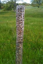acorn-woodpecker-mast-fence-post1.jpg