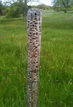 acorn-woodpecker-mast-fence-post1.webp