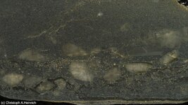 black carbon reef layer pyrite quartz.jpg