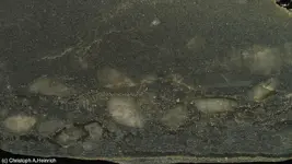 black carbon reef layer pyrite quartz.webp