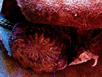 IMAG0115-finds2crop.webp