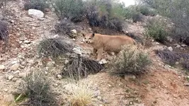 Lion 1.webp