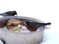 060.webp
