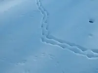 DSCF0005.webp
