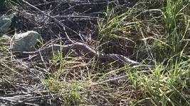 Snake.webp