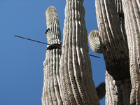 arrow thru saguaro.png