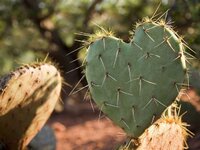 cactus heart.jpg