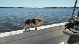 11041432_409341412576069_1818763642_n[1].webp