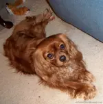 3900-cavalier-king-charles-spaniel-20.webp 3900-cavalier-king-charles-spaniel-20.webp