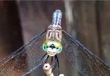 dragonfly dh.webp
