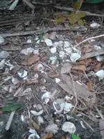 ForumRunner_20150323_145248.webp
