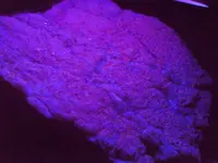 Steves new car and rock with black light 018.webp