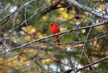 cardinal.webp