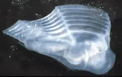 otolith (800x504).webp