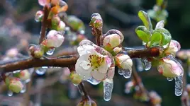 L1040117frozenquince620wide.webp