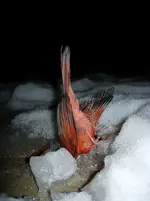 deadcardinal.webp