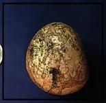 PebbleTrace.webp