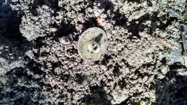 2015 Droid Photos 041.webp
