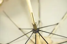 Parasol.webp