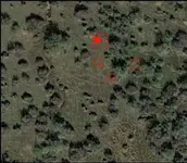 Spot2Eloy12- Red Fox 4.webp