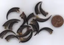 porcupine claws.webp