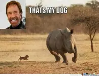 chuck-norriss-dog_o_919453.webp
