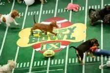 puppybowl1.webp