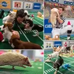 puppybowl3.webp