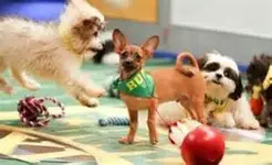puppybowl4.webp