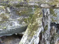 sheltercloseup.webp