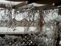 snow B.webp