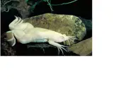 cave frog.webp