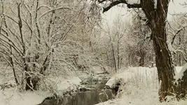coal creek snow.webp