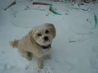 snow feb 2015.webp