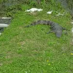 Ga. Gator 3-18-2015.webp