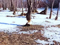 019.webp 019.webp
