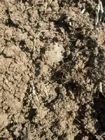 9.Half Real in Dirt.webp
