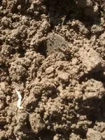 10.Copper in Dirt.webp