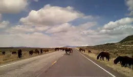 wild horse 3.webp