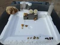 gold nuggets and species.webp