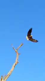 K1600_EAGLE.webp