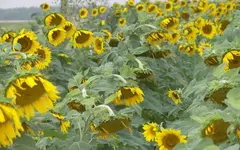 100_0261.webp