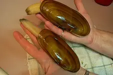 Clams1.webp