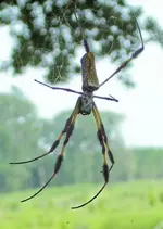 spider.webp
