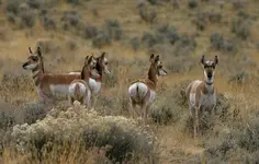 antelope&deer 001_RJ.webp