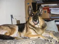 buster bed 4.webp