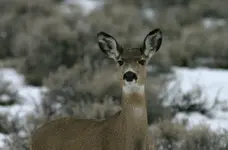 antelope&deer 011_RJ.webp