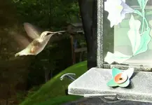 Hummer 3.webp