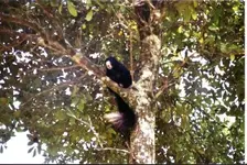 blackfoxsquirrel (3).webp
