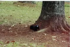 blackfoxsquirrel2 (2).webp